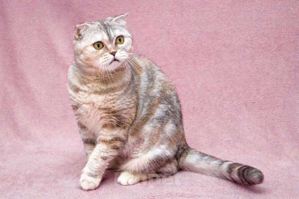 Кошки в Москве: Уютная плюшевая кошечка Эмма в добрые руки Девочка, Бесплатно - фото 8