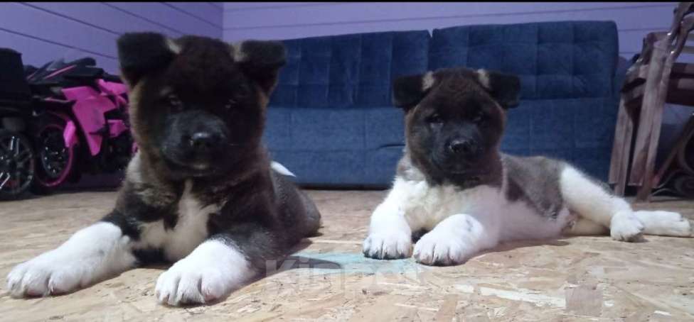 Собаки в других городах Московской области: Американская акита Разнополые, Бесплатно - фото 1