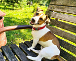 Собаки в Одинцово: Джек Рассел терьер вязка, 1 руб. - фото 2