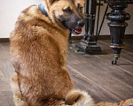 Собаки в Москве: Акита Балто в поисках своей семьи! Мальчик, Бесплатно - фото 3