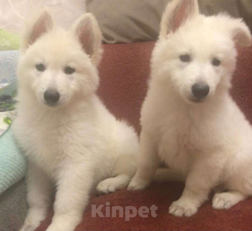 Собаки в Симферополе: Щенки белой швейцарской овчарки Мальчик, 35 000 руб. - фото 1