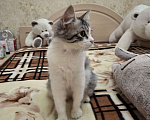 Кошки в Саратове: Котенок Ириска ищет дом Девочка, Бесплатно - фото 4
