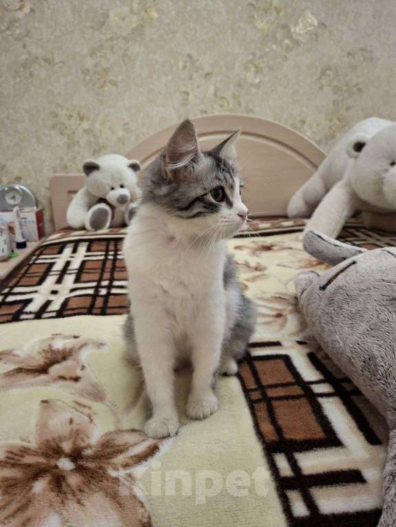 Кошки в Саратове: Котенок Ириска ищет дом Девочка, Бесплатно - фото 4