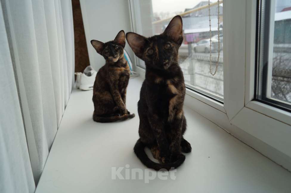 Кошки в Новосибирске: Продам Ориентальных котят Девочка, 20 000 руб. - фото 3