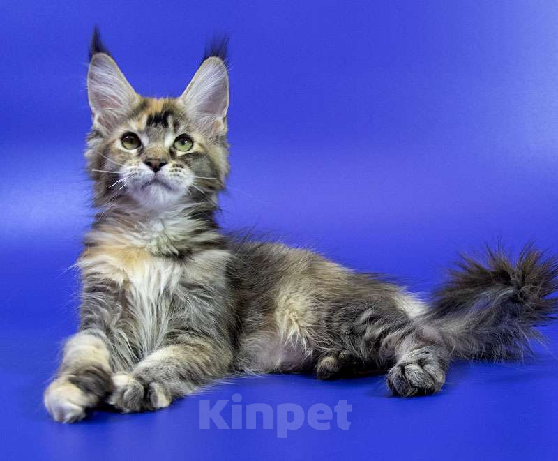 Кошки в Москве: Котенок мейн кун Девочка, Бесплатно - фото 7