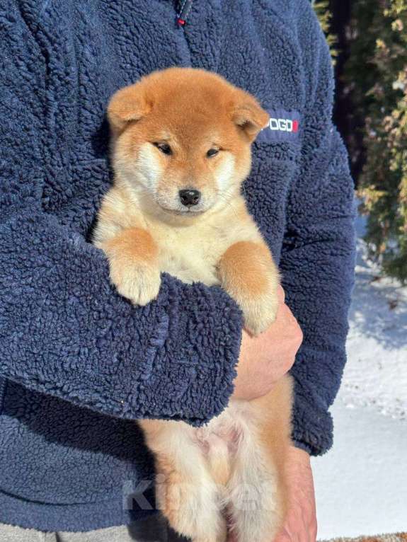 Собаки в Москве: Сиба-ину мальчик Мальчик, 50 000 руб. - фото 3