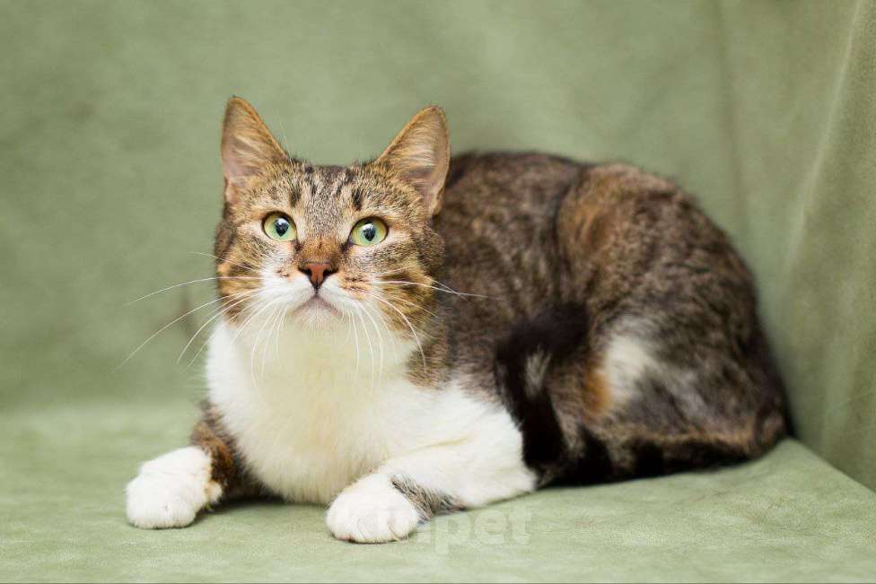 Кошки в Москве: Чудо-лето Виолетта Девочка, Бесплатно - фото 3