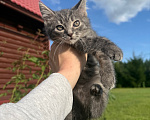 Кошки в Санкт-Петербурге: Котенок Вафля Девочка, Бесплатно - фото 1