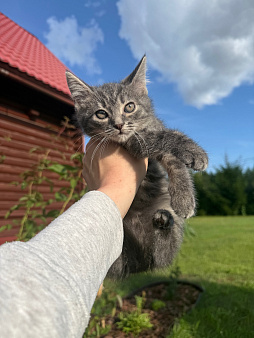 Котенок Вафля
