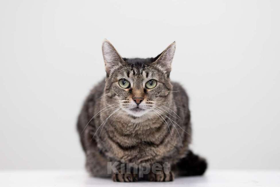 Кошки в Москве: Кошка Тьма в добрые руки Девочка, Бесплатно - фото 8