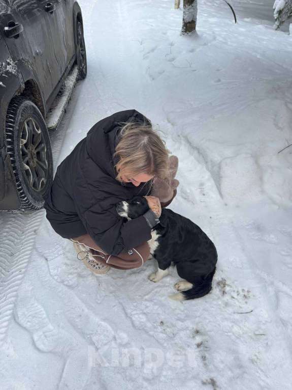 Собаки в Москве: спасите девочку метис корги живет в лесу Девочка, Бесплатно - фото 1