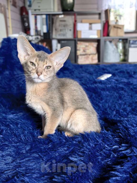 Кошки в других городах Московской области: Мальчишка в благородном голубом окрасе Мальчик, 75 000 руб. - фото 2