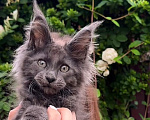 Кошки в Краснодаре: Котенок мейн кун голубой дым Мальчик, 60 000 руб. - фото 1