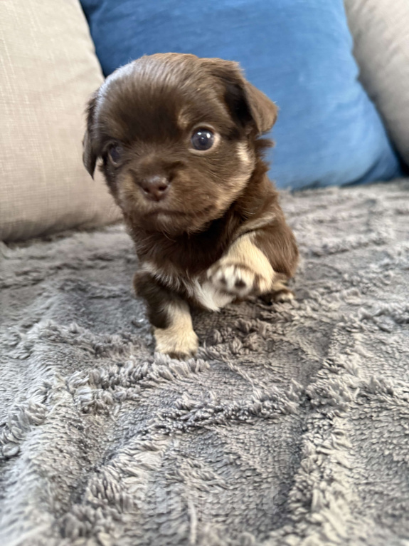 Собаки в других городах Московской области: Девочка чихуахуа Гермиона Девочка, 60 000 руб. - фото 1