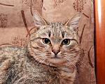 Кошки в Калуге: Мурзик Мурчалкин, сто полосок и розовый носик.  Кот в добрые руки. Мальчик, Бесплатно - фото 6