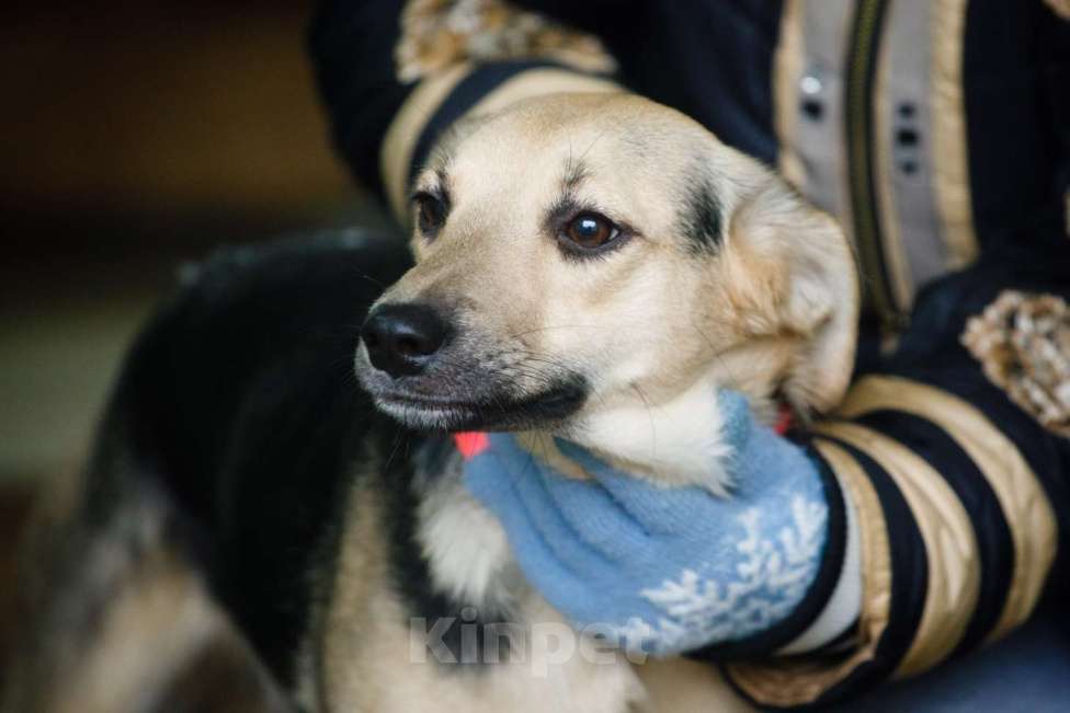 Собаки в Москве: Маленькая милашка Глория ищет дом Девочка, 1 руб. - фото 5