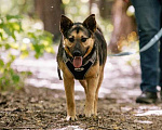 Собаки в Москве: Умнейшая собака Мира в добрые руки Девочка, Бесплатно - фото 9