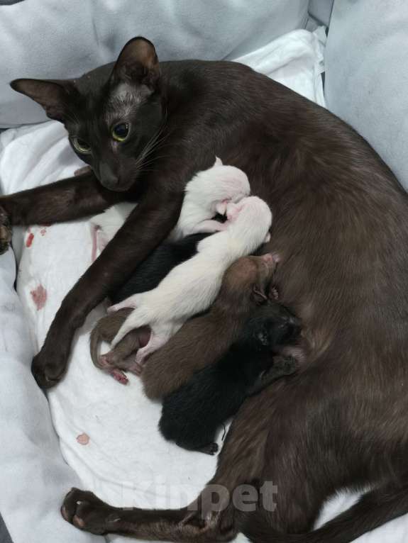 Кошки в Липецке:  Чистокровные ориенталы (классика) Девочка, 40 000 руб. - фото 2