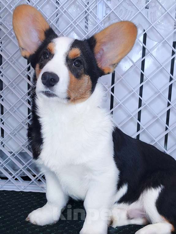 Собаки в Москве: Щенок вельг корги кардиган Мальчик, 30 000 руб. - фото 3