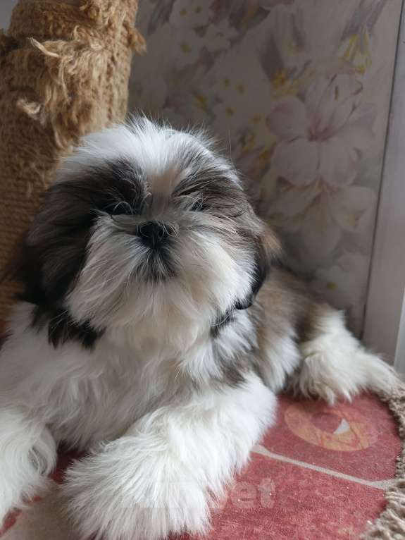 Собаки в Железногорске: Щенки ши-тцу Мальчик, 60 000 руб. - фото 10
