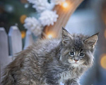 Кошки в Санкт-Петербурге: Мейн кун Лахти Коаст котенок Девочка, 35 000 руб. - фото 4