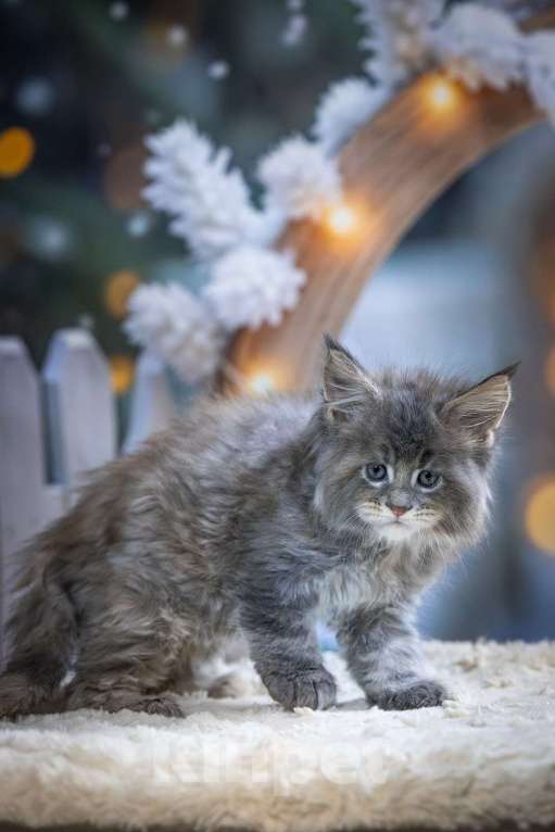 Кошки в Санкт-Петербурге: Мейн кун Лахти Коаст котенок Девочка, 35 000 руб. - фото 4