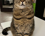 Кошки в Химках: Потрясающая кошка-картошка Сима! Девочка, 10 руб. - фото 4