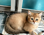 Кошки в Мытищах: Золотой тикированный  Мальчик, 12 000 руб. - фото 6