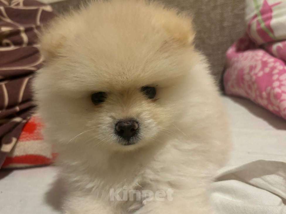 Собаки в Воронеже: Померанский шпиц мини белый Мальчик, 20 000 руб. - фото 3