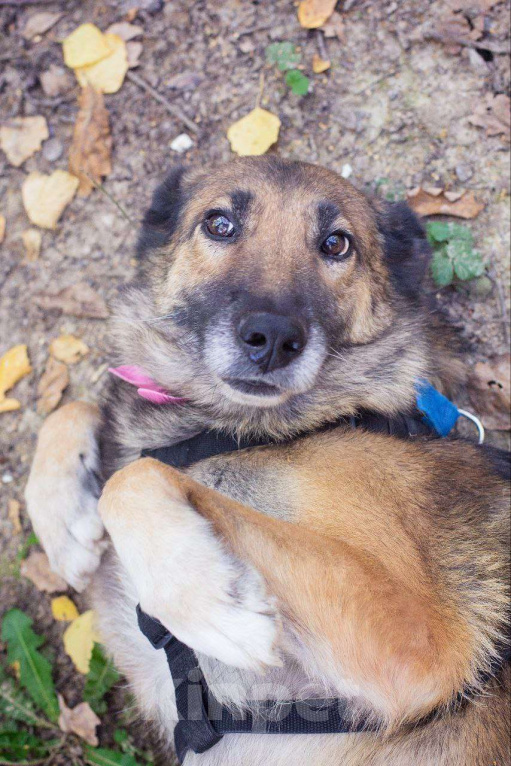 Собаки в Москве: Собака-улыбака Девочка, Бесплатно - фото 3