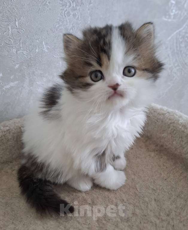 Кошки в Ярославле: Шотландский длинношерстный малыш Мальчик, 35 000 руб. - фото 1