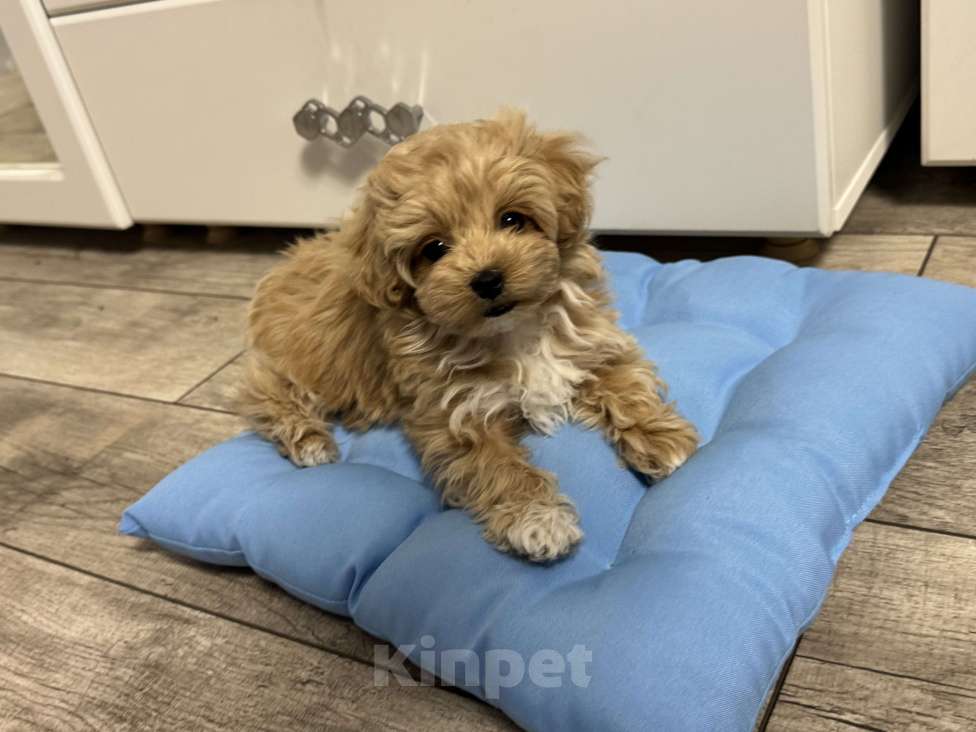 Собаки в Самаре: Девочка Мальтипу Девочка, 130 000 руб. - фото 1