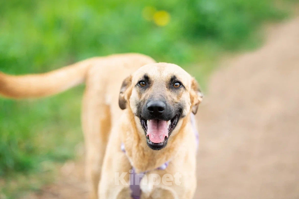 Собаки в Москве: Собака в дар Девочка, Бесплатно - фото 6