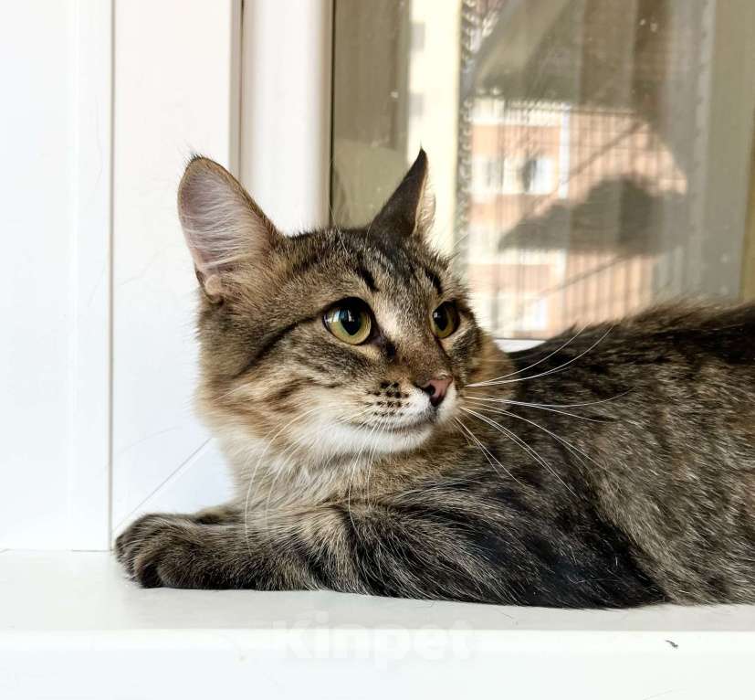 Кошки в Москве: Котик Крендель - пушистик в добрые руки Мальчик, Бесплатно - фото 6