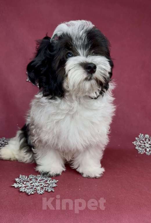 Собаки в Москве: Мальтипу- стандартный мальчик. Мальчик, Бесплатно - фото 2