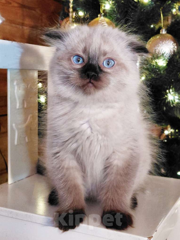 Кошки в Санкт-Петербурге: невский маскарадный котенок Мальчик, Бесплатно - фото 2