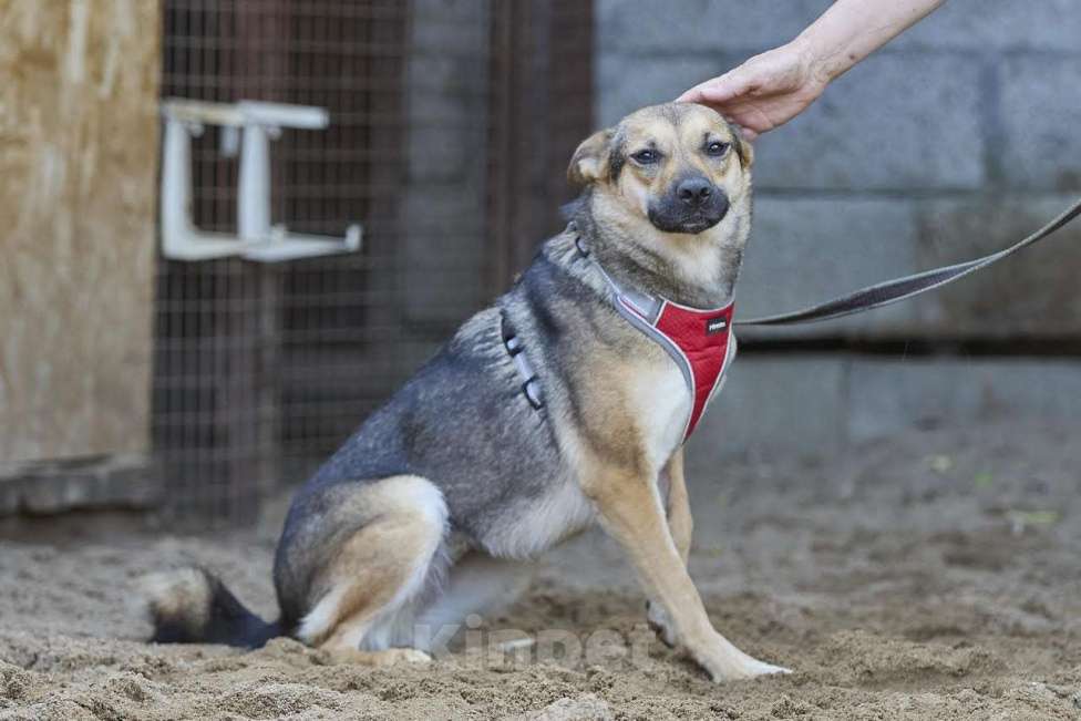 Собаки в Москве: Ода - заразит своей улыбкой Девочка, Бесплатно - фото 2