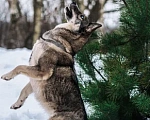 Собаки в Серпухове: Метис Лайки очень красивая Найдочка Девочка, 10 руб. - фото 3