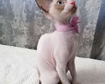 Кошки в Санкт-Петербурге: Котята корниш-рекс Девочка, 5 000 руб. - фото 5