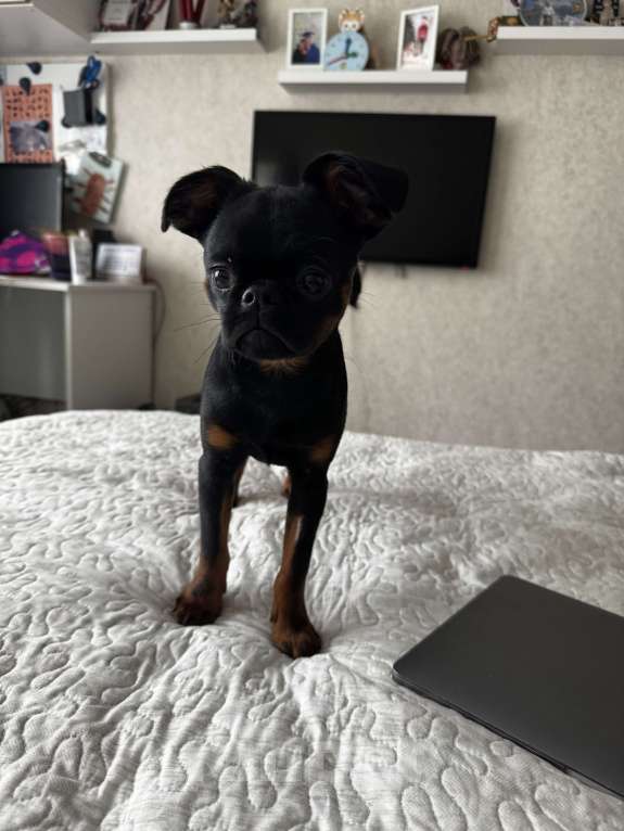 Собаки в Нижнем Новгороде: Потерялся щенок Арчи 21.09 в районе Мешерки Мальчик, Бесплатно - фото 2