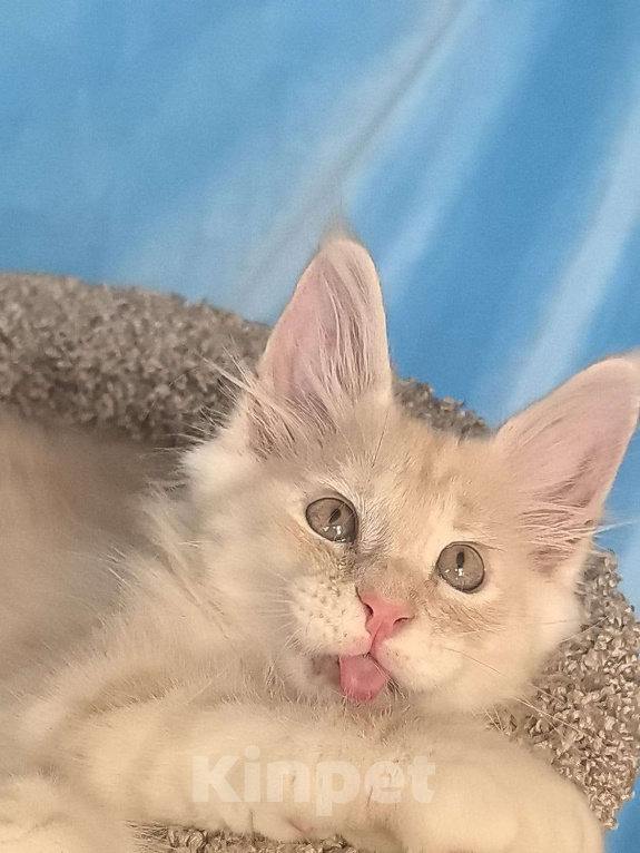 Кошки в Москве: Мейн кун котенок Мальчик, Бесплатно - фото 2