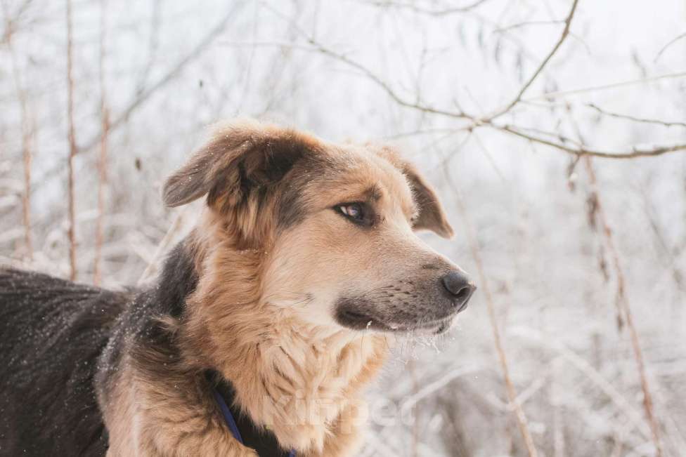 Собаки в Москве: Темари Девочка, Бесплатно - фото 5