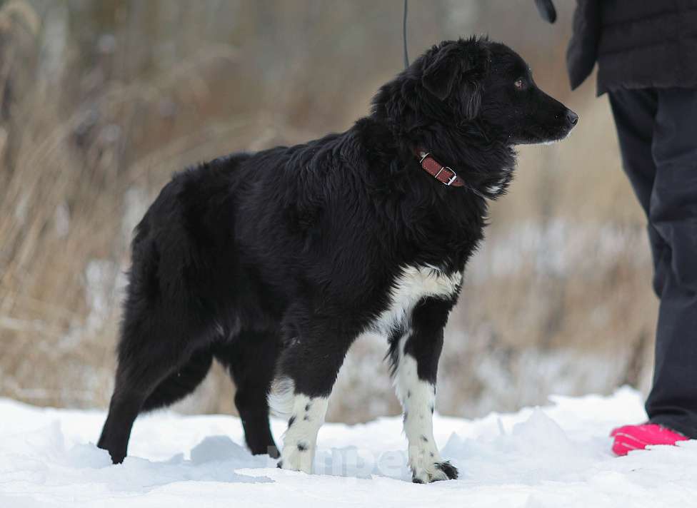 Собаки в Москве: Злата. Золотая собака Девочка, 1 руб. - фото 5