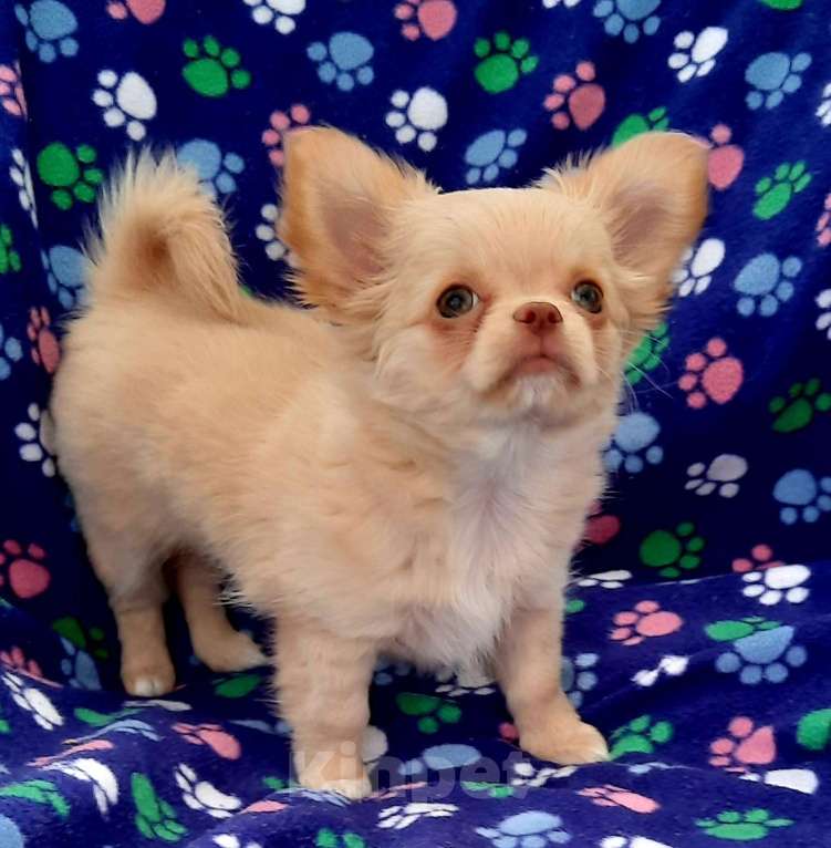 Собаки в Казани: Продаю щенка Девочка, 30 000 руб. - фото 3