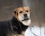 Собаки в Москве: Валли Мальчик, Бесплатно - фото 4