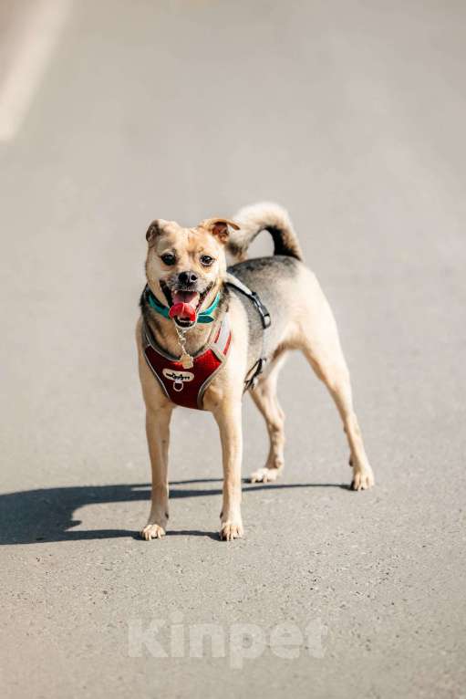 Собаки в Москве: Чихуахуа Чупик в добрые руки Мальчик, 1 руб. - фото 2