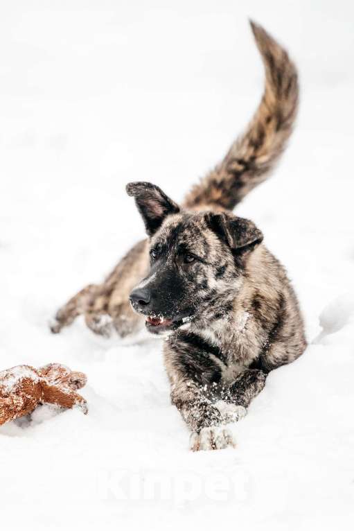 Собаки в Москве: Тигровый Чуни ищет дом Мальчик, Бесплатно - фото 4