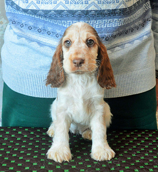 Щенок английского кокера редкого окраса.