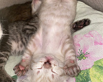 Кошки в Липецке: Котенок Мальчик, Бесплатно - фото 2