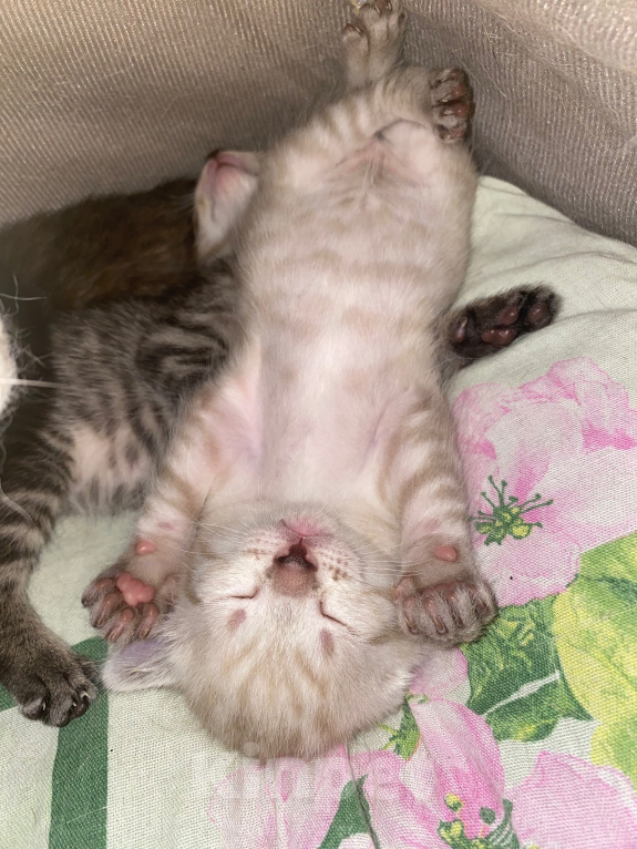 Кошки в Липецке: Котенок Мальчик, Бесплатно - фото 2